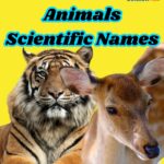 Discover 150+ Animals Scientific Names: A Fascinating List