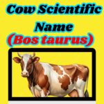 Discover the Cow Scientific Name and Proper Classification