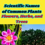Scientific Names of Common Plants: Flowers, Herbs, and Trees