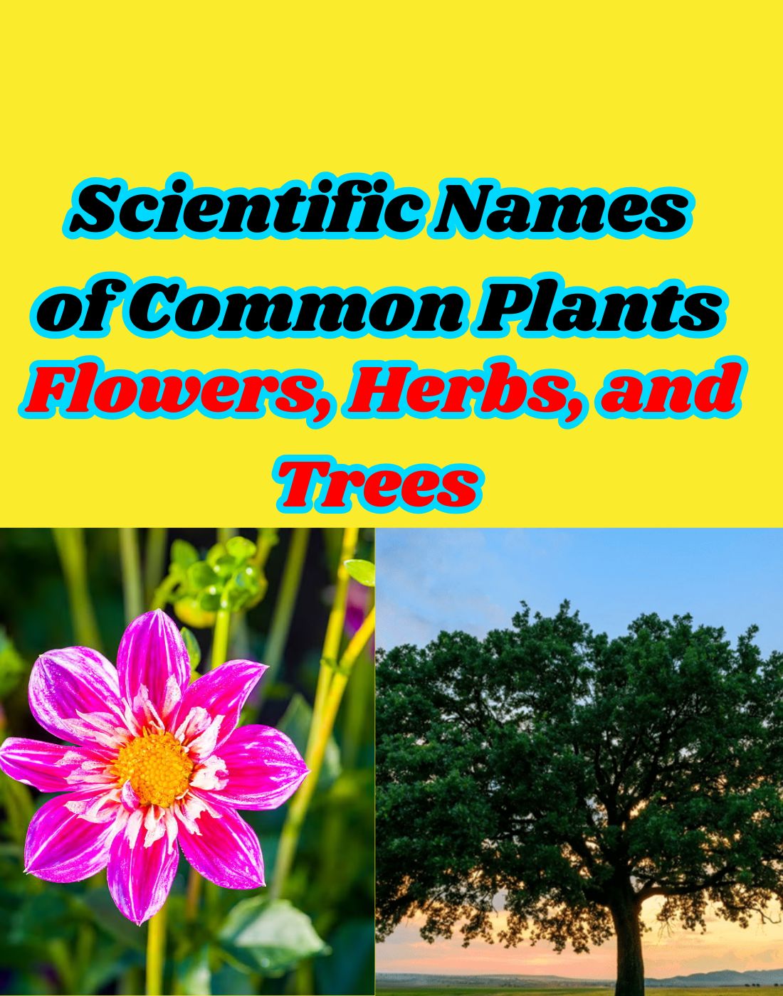Scientific Names of Common Plants: Flowers, Herbs, and Trees