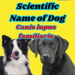 What is the Scientific Name of Dog: Discover the True Dog Taxonomy and Classification