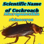 Scientific Name of the Largest Cockroach: Types and Facts