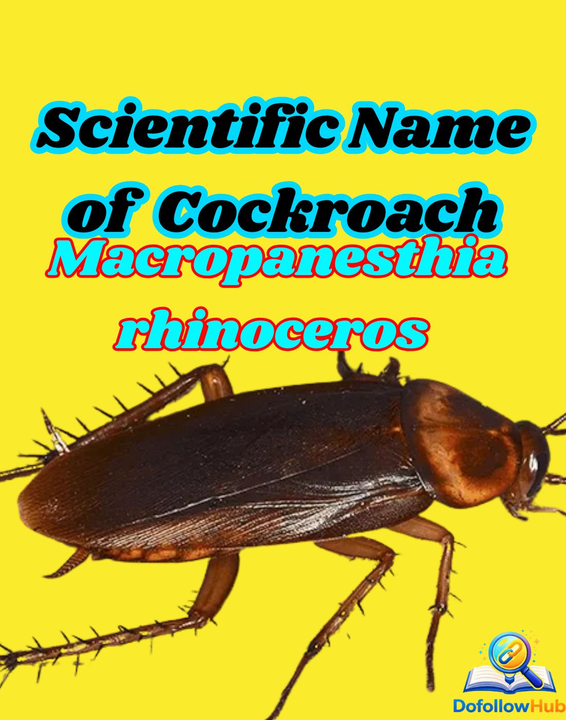 Scientific Name of the Largest Cockroach: Types and Facts