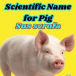 🐖 What is the Scientific Name for Pig? Discover Sus scrofa With Details