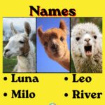 425+ Cute and Funny Llama Names You'll Love (2026 Ultimate Guide)