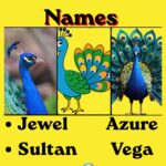 548+ Best Peacock Names for Male, Female with Meanings & Peacock Names Generator