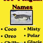 650+ Penguin Names: Cute, Funny, Cool, Famous & Unique Ideas for Every Penguin