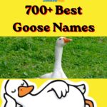 700+ Best Goose Names: Funny, Cute, Unique & Famous Ideas